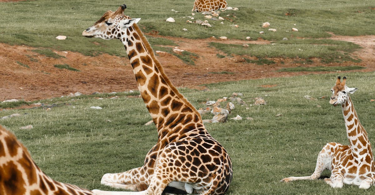 Combining Functionality and Style in Residential Lighting