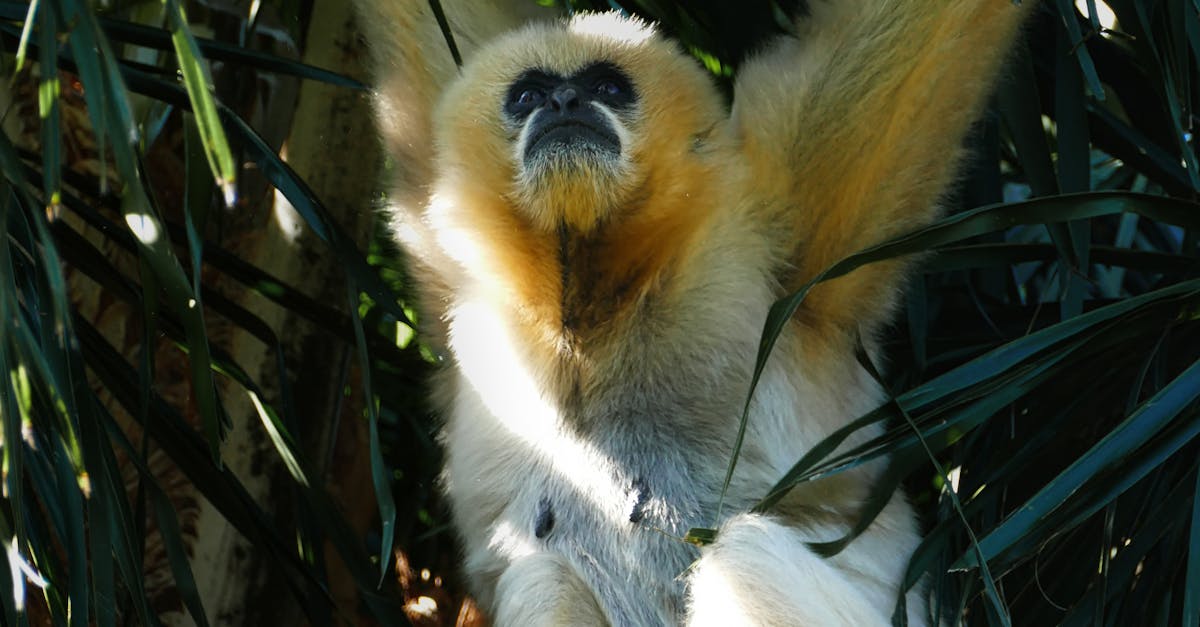 Custom Lighting Designs to Enhance Your Home's Aesthetics