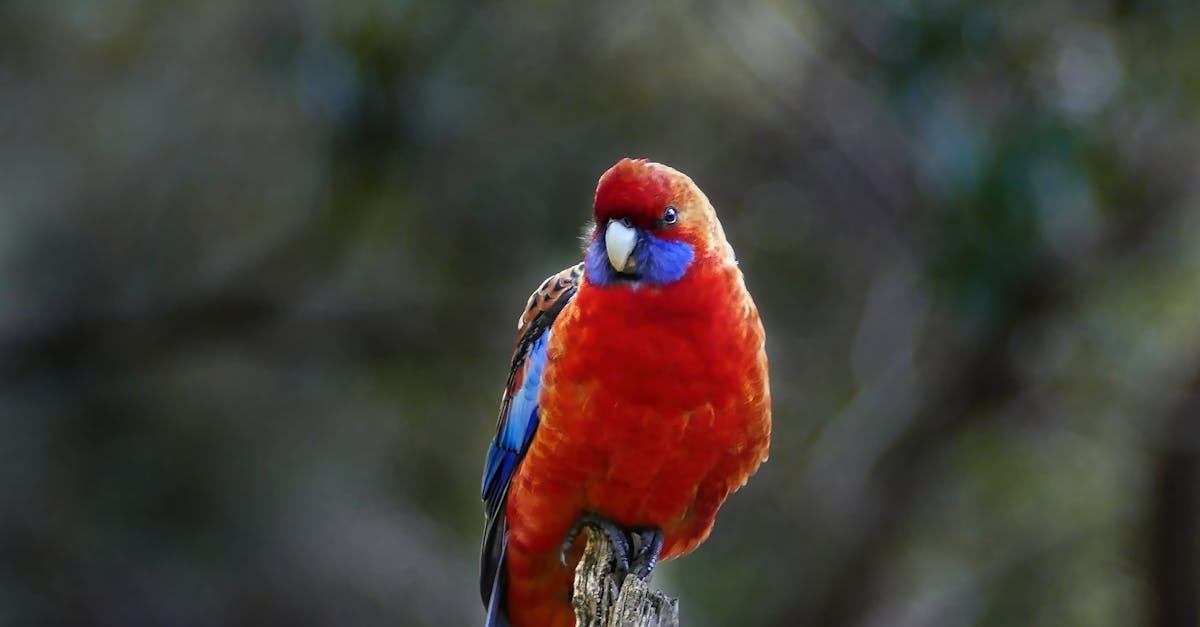 How Customer Testimonials Shape the Reputation of Electricians